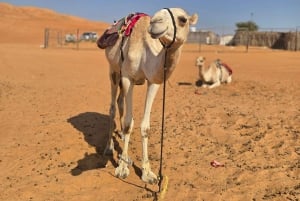 From Muscat: Desert and Wadi Bani Khalid Oasis Full-Day Tour