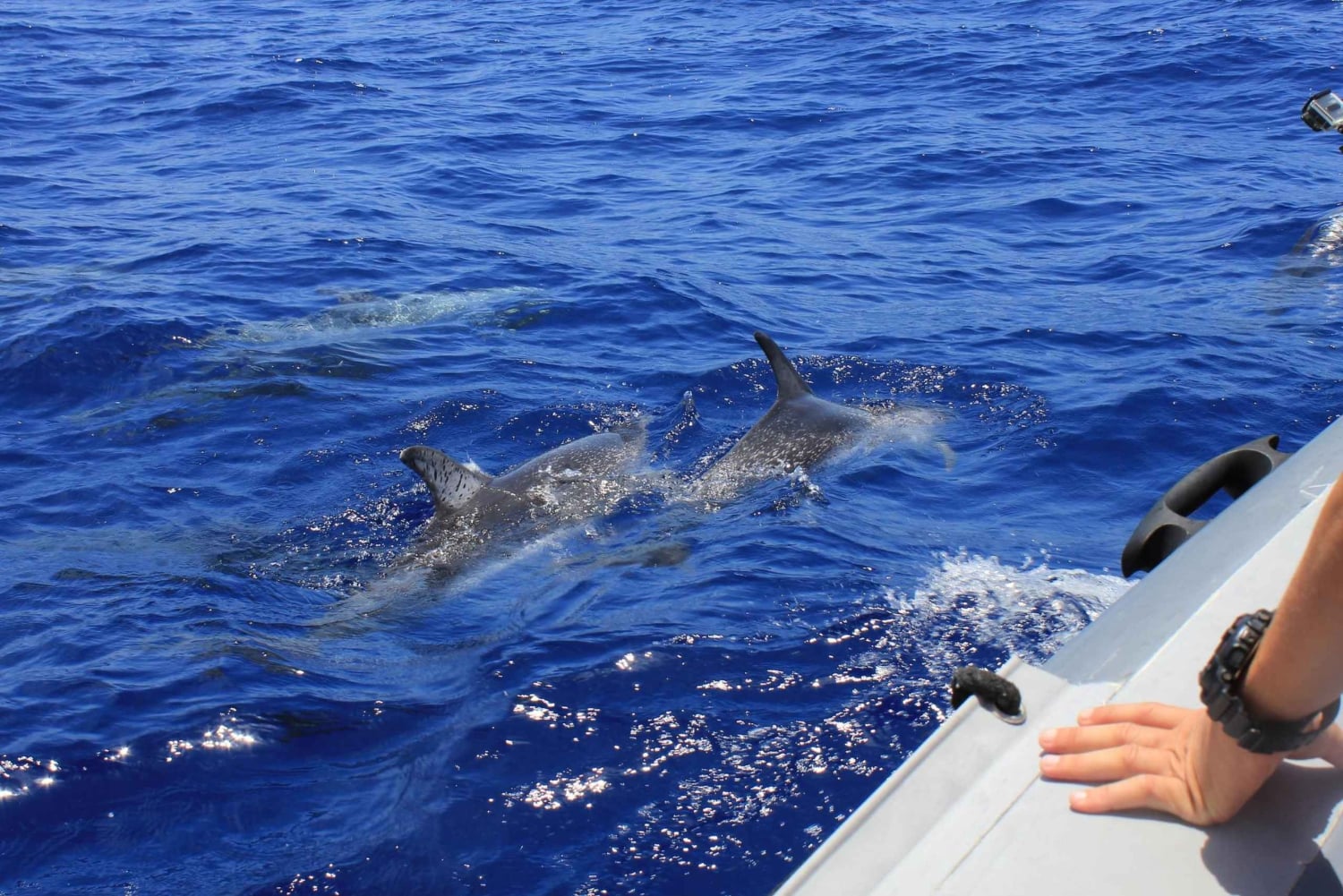 من مسقط: رحلة يومية لاكتشاف الدلافين من مسقط