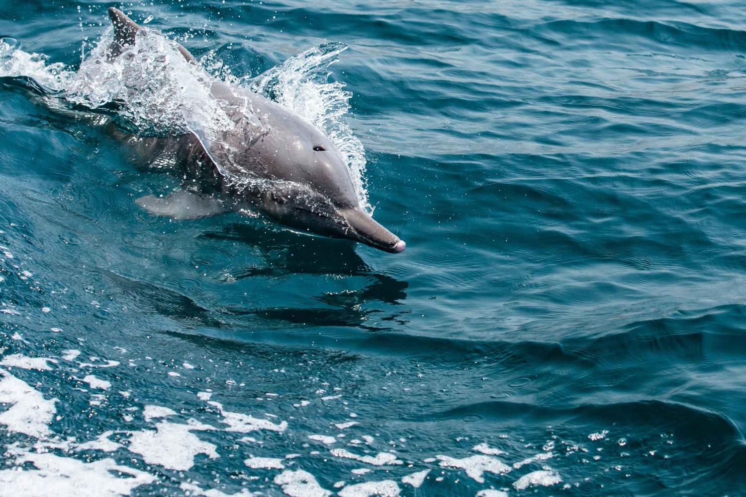من مسقط: رحلة يومية لاكتشاف الدلافين من مسقط