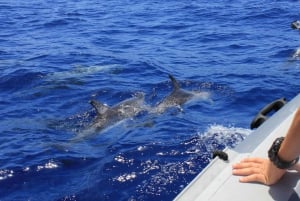 من مسقط: رحلة يومية لاكتشاف الدلافين من مسقط