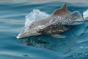 من مسقط: رحلة يومية لاكتشاف الدلافين من مسقط