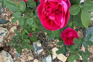 من مسقط: يوم كامل إلى نزوى الجبل الأخضر ببركة المعز