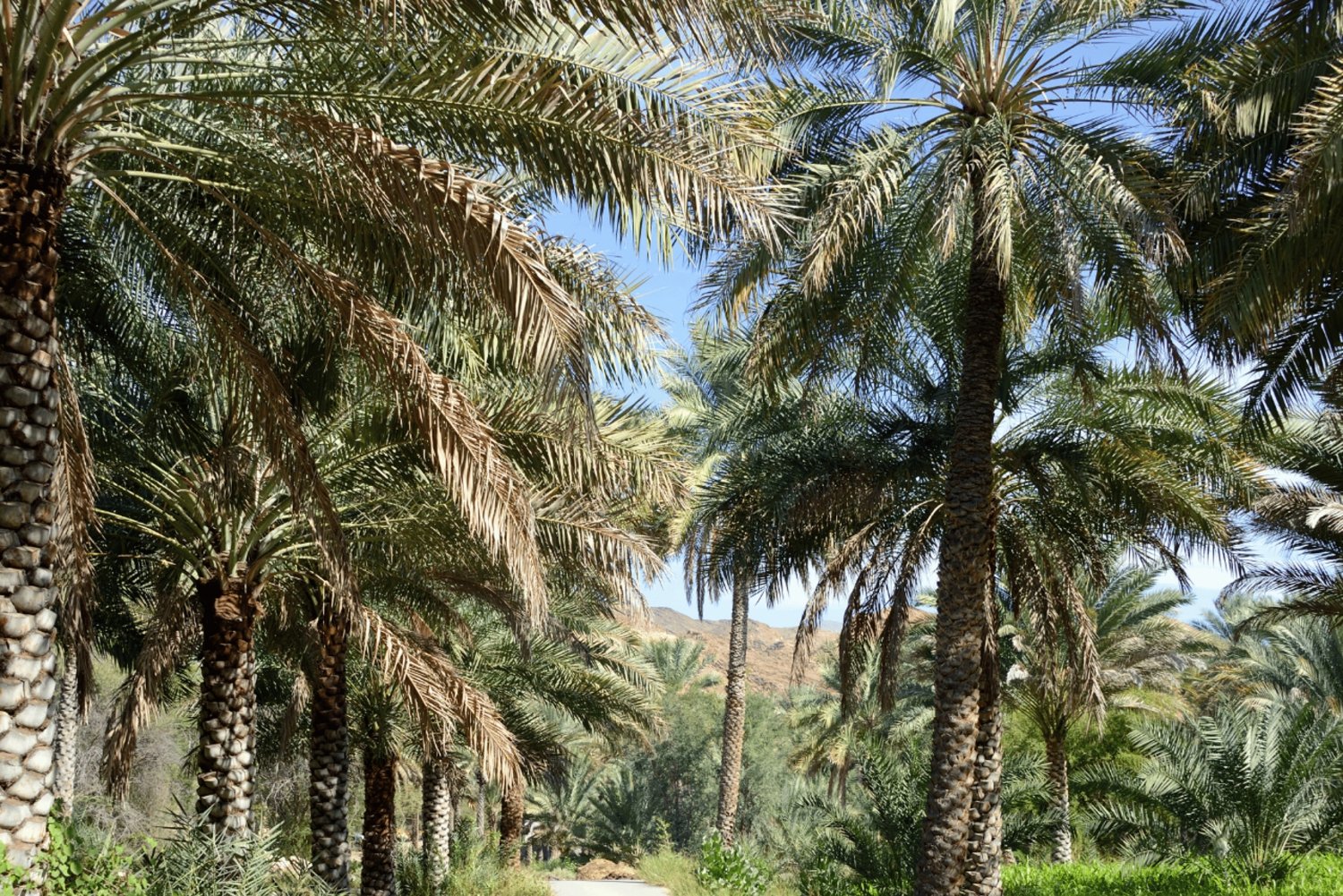 Fra Muscat: Nizwa og Jebel Akhdar 2-dages tur