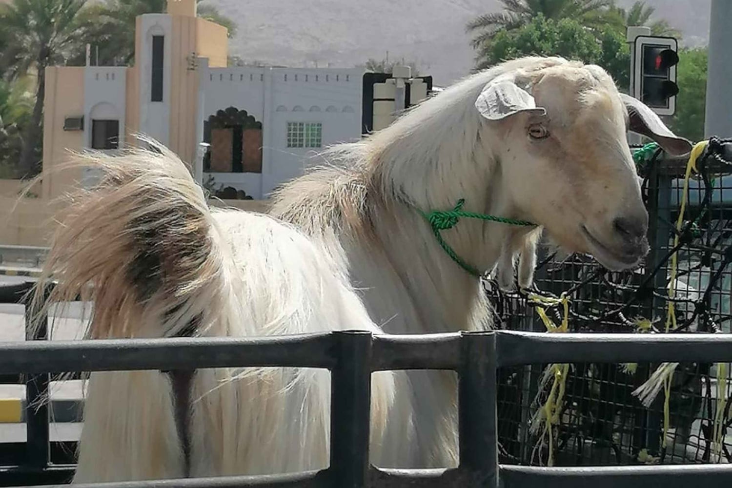 Muscatista: Nizwa ja Misfat Al Abriyeen Yksityinen