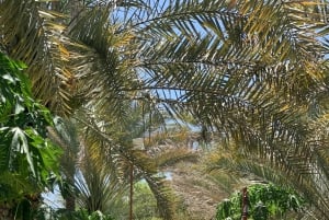 Från Muscat: Privat Nizwa och Jabel Akhdar-Shams med lunch