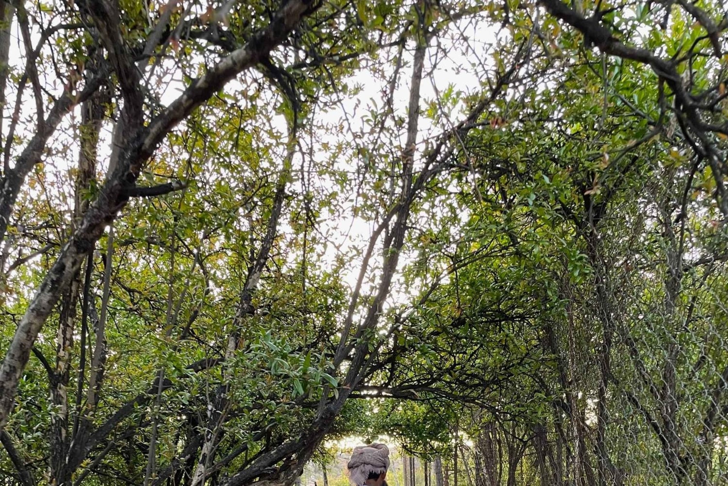 من مسقط: جولة الورد في الجبل الأخضر مع الغداء