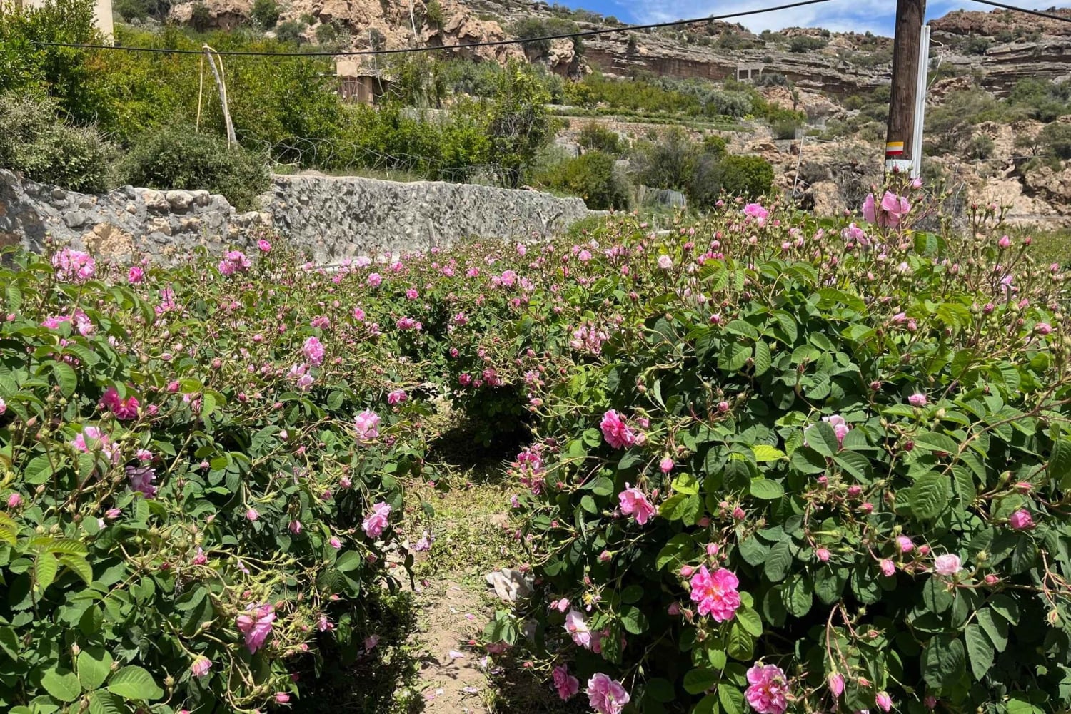 من مسقط: جولة الورد في الجبل الأخضر مع الغداء