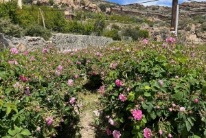 من مسقط: جولة الورد في الجبل الأخضر مع الغداء