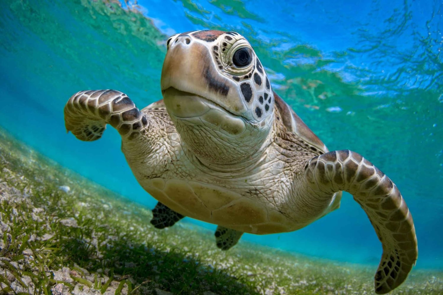 من مسقط: رحلة الغطس (رحلة جزيرة الديمانيات)