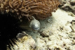 من مسقط: رحلة الغطس (رحلة جزيرة الديمانيات)