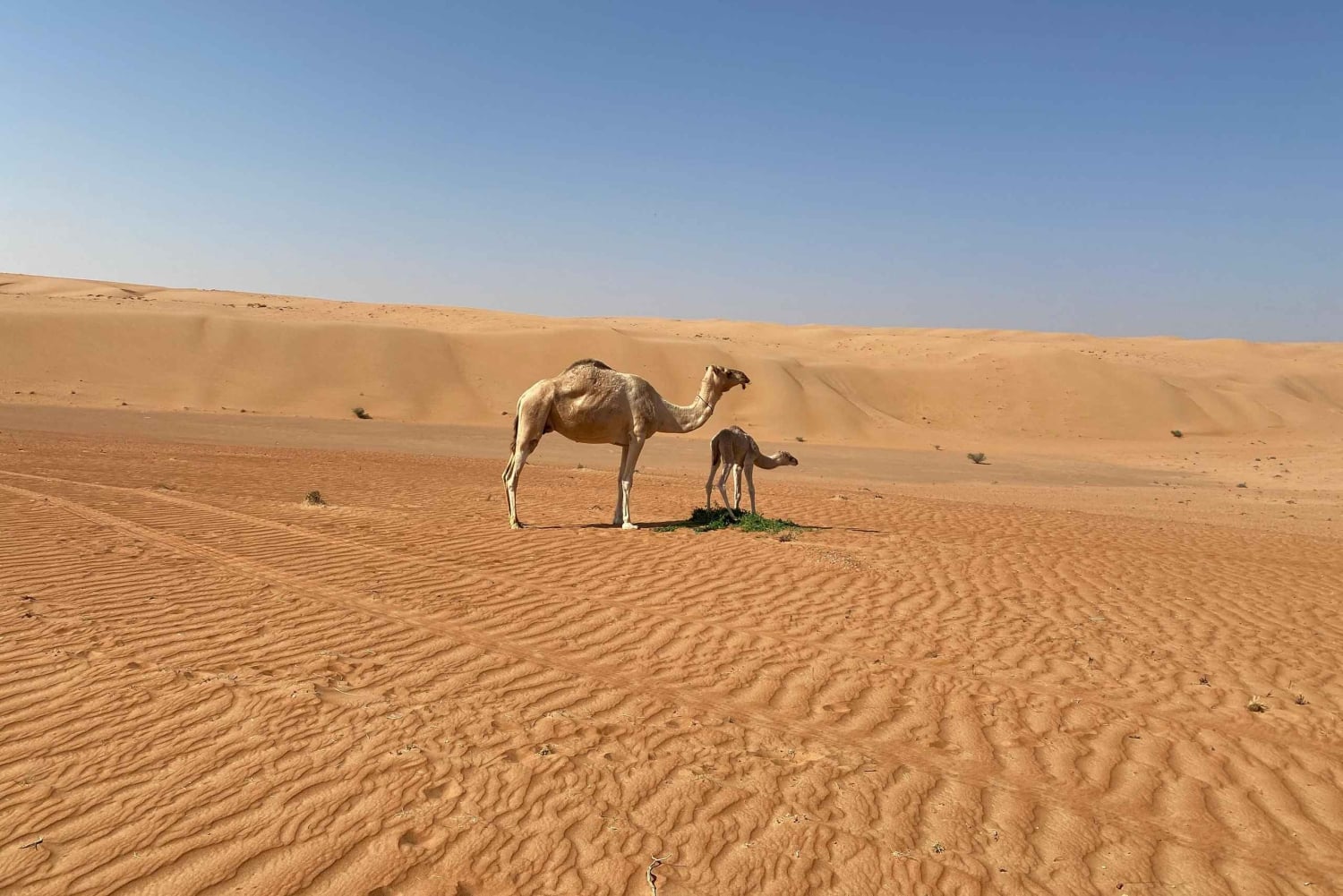 من مسقط: غروب الشمس في رمال وهيبة مع عشاء في مخيم الصحراء