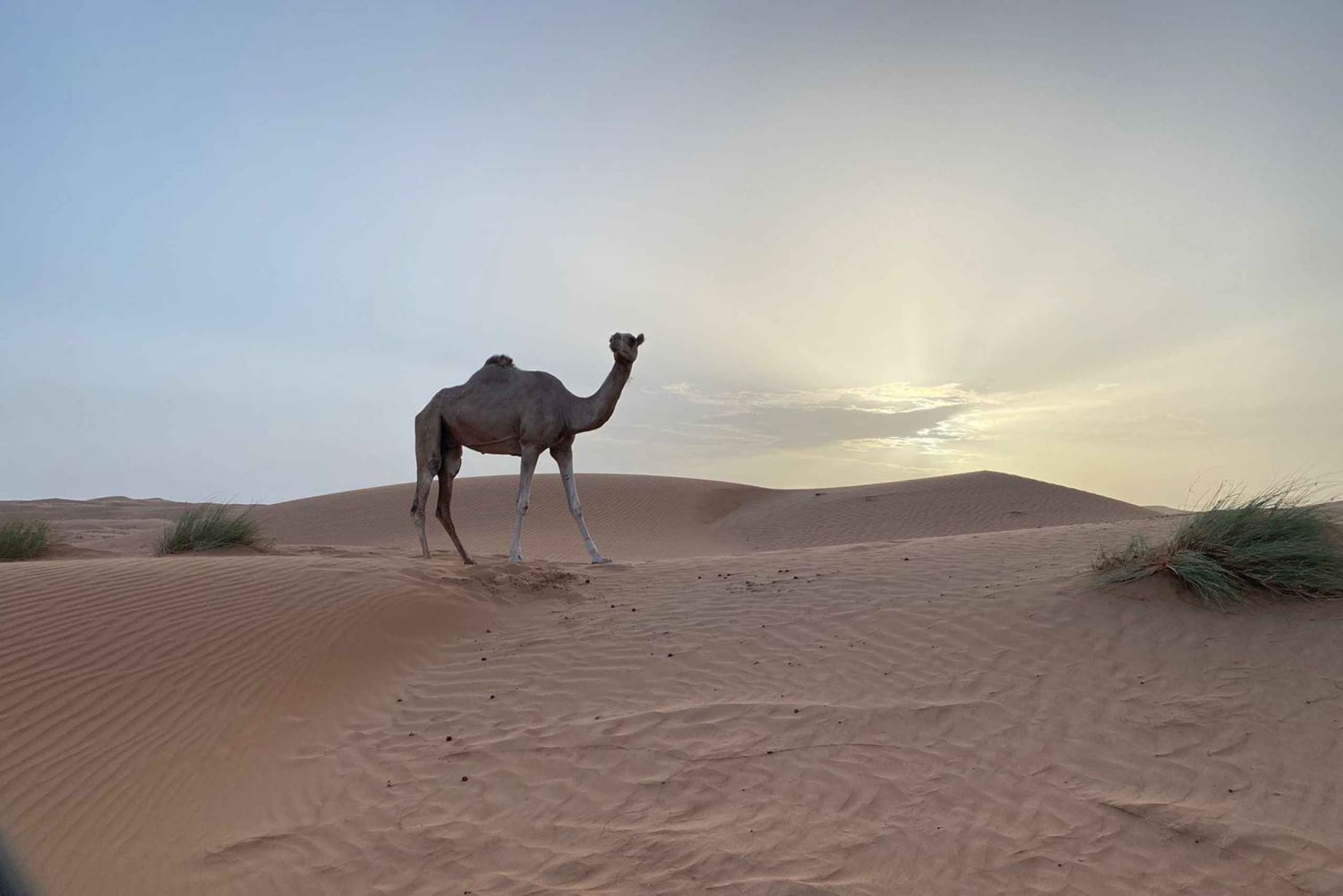 من مسقط: غروب الشمس في رمال وهيبة مع عشاء في مخيم الصحراء