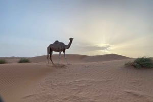 من مسقط: غروب الشمس في رمال وهيبة مع عشاء في مخيم الصحراء