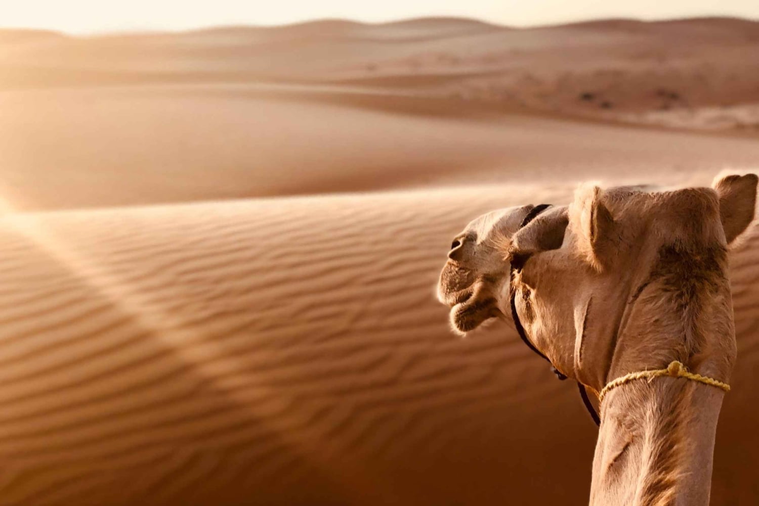 من مسقط: تجربة رمال وهيبة وصحراء وادي بني خالد