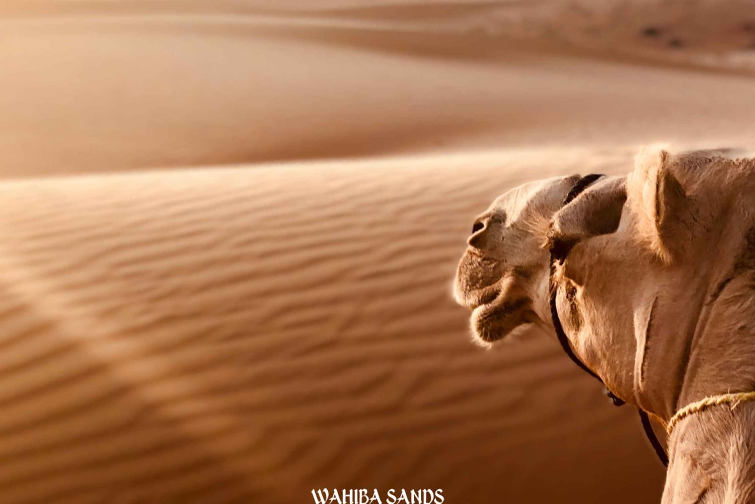 من مسقط: جولة لمدة يومين من وهيبة، ووادي بني خالد، ووادي شاب