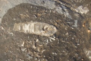 From Ras Al Khaima : Dolphin Watching and Jabal Harim Safari