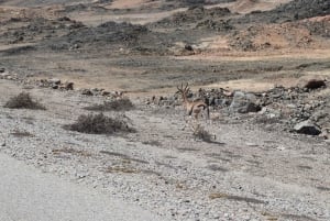 Vanuit Salalah: 2-daags avontuur op het eiland Hallaniyat