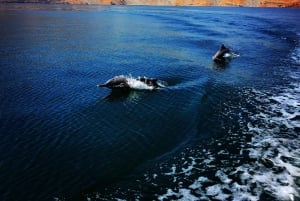 From Dubai-RAK: Khasab Cruise -Dolphin Watching & Snorkeling