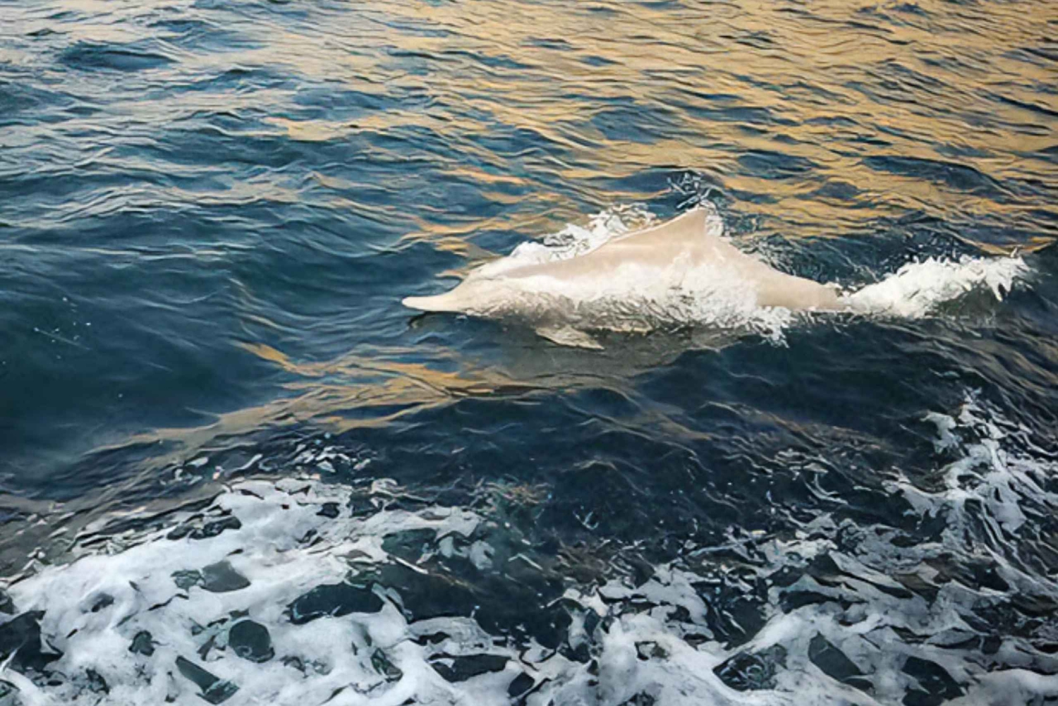 FULL DAY DHOW CRUISE Musandam