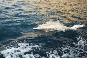 FULL DAY DHOW CRUISE Musandam