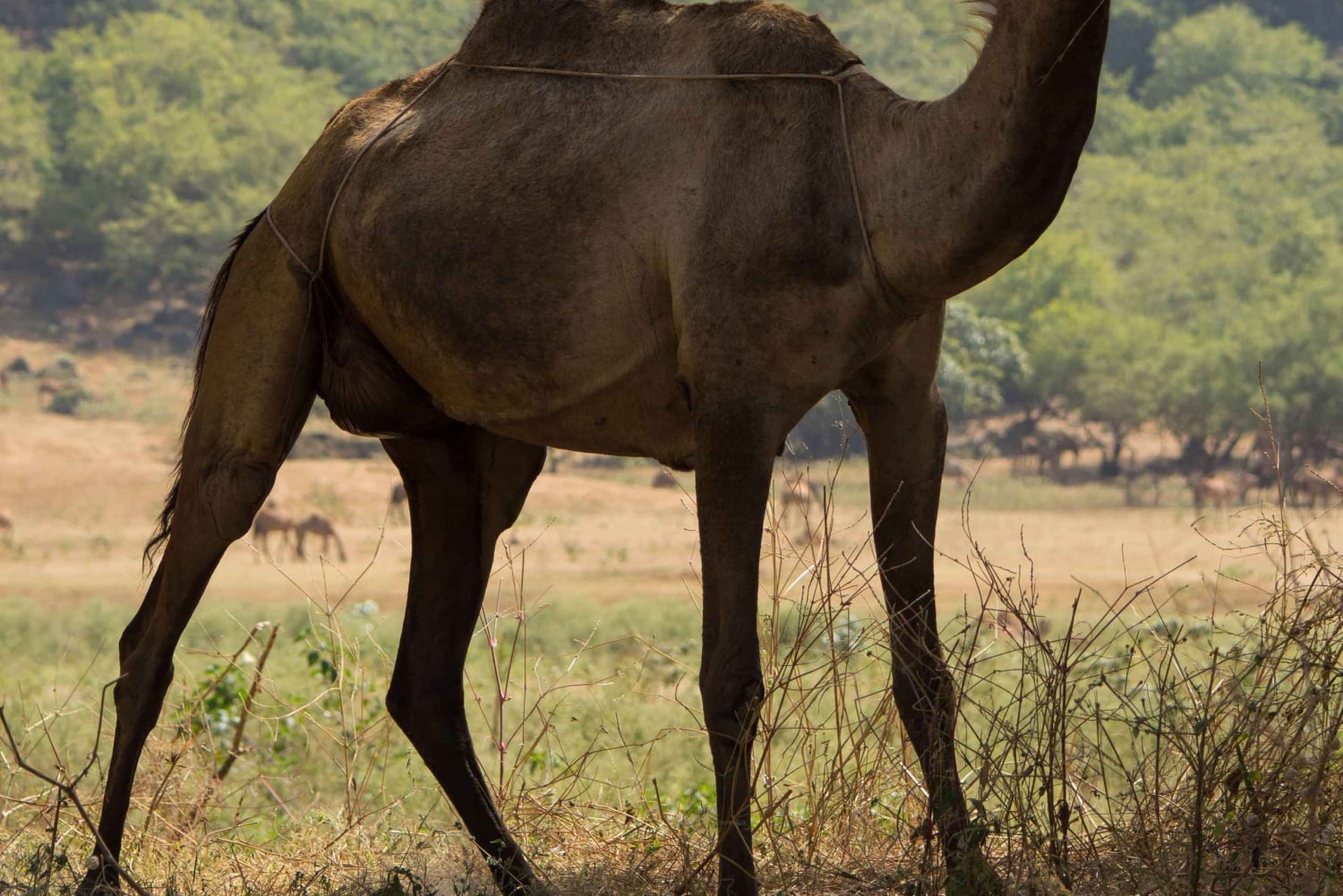 تجربة خريف ليوم كامل: وادي دربات وجبال صلالة