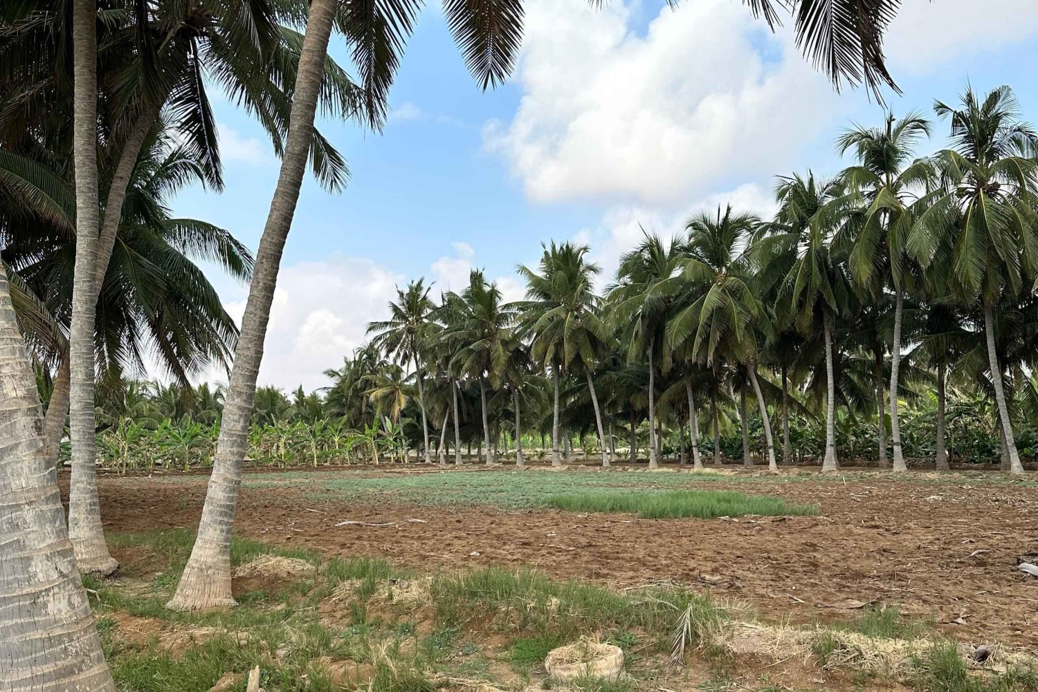 تجربة خريف ليوم كامل: وادي دربات وجبال صلالة