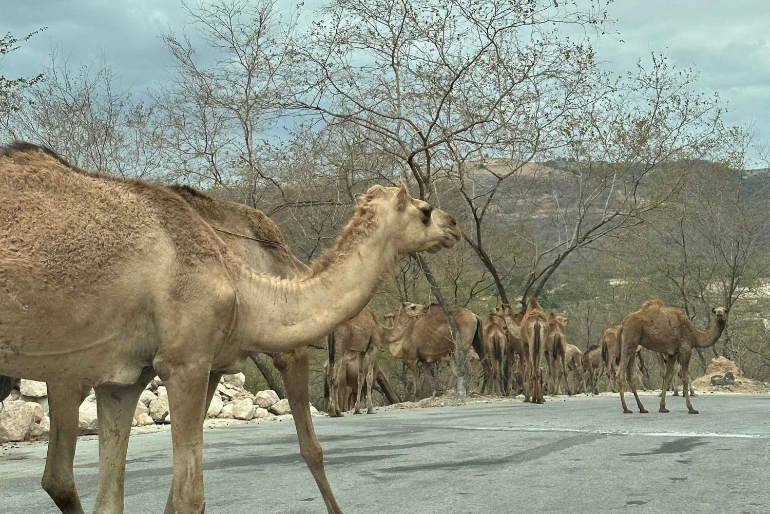 تجربة خريف ليوم كامل: وادي دربات وجبال صلالة