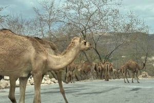 تجربة خريف ليوم كامل: وادي دربات وجبال صلالة