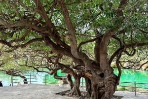 تجربة خريف ليوم كامل: وادي دربات وجبال صلالة