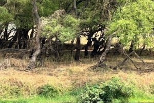 تجربة خريف ليوم كامل: وادي دربات وجبال صلالة