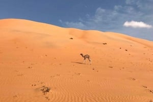 Von Muscat: Ganztägiger Ausflug nach Wahiba Sands-Wadi Bani Khalid