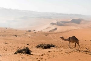 Von Muscat: Ganztägiger Ausflug nach Wahiba Sands-Wadi Bani Khalid