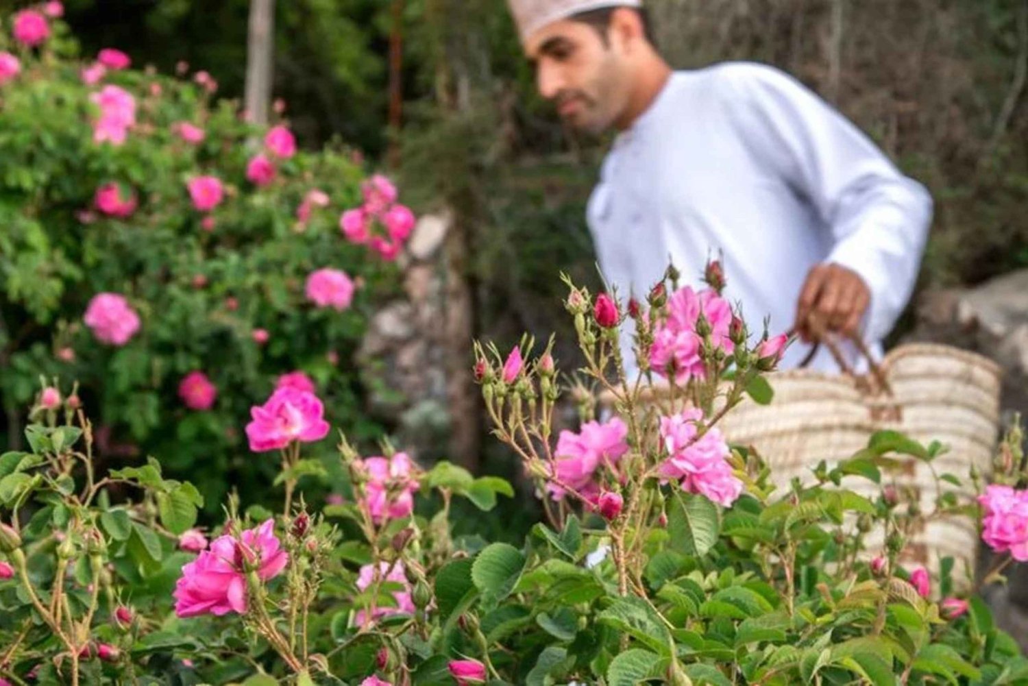 Full-Day Tour: Nizwa Fort, Barkat Al Mouz & Jebel Akhdar