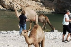 Ganztagestour: Westlich von Salalah versteckte Juwelen und felsige Strände