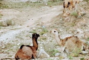 Ganztagestour: Westlich von Salalah versteckte Juwelen und felsige Strände