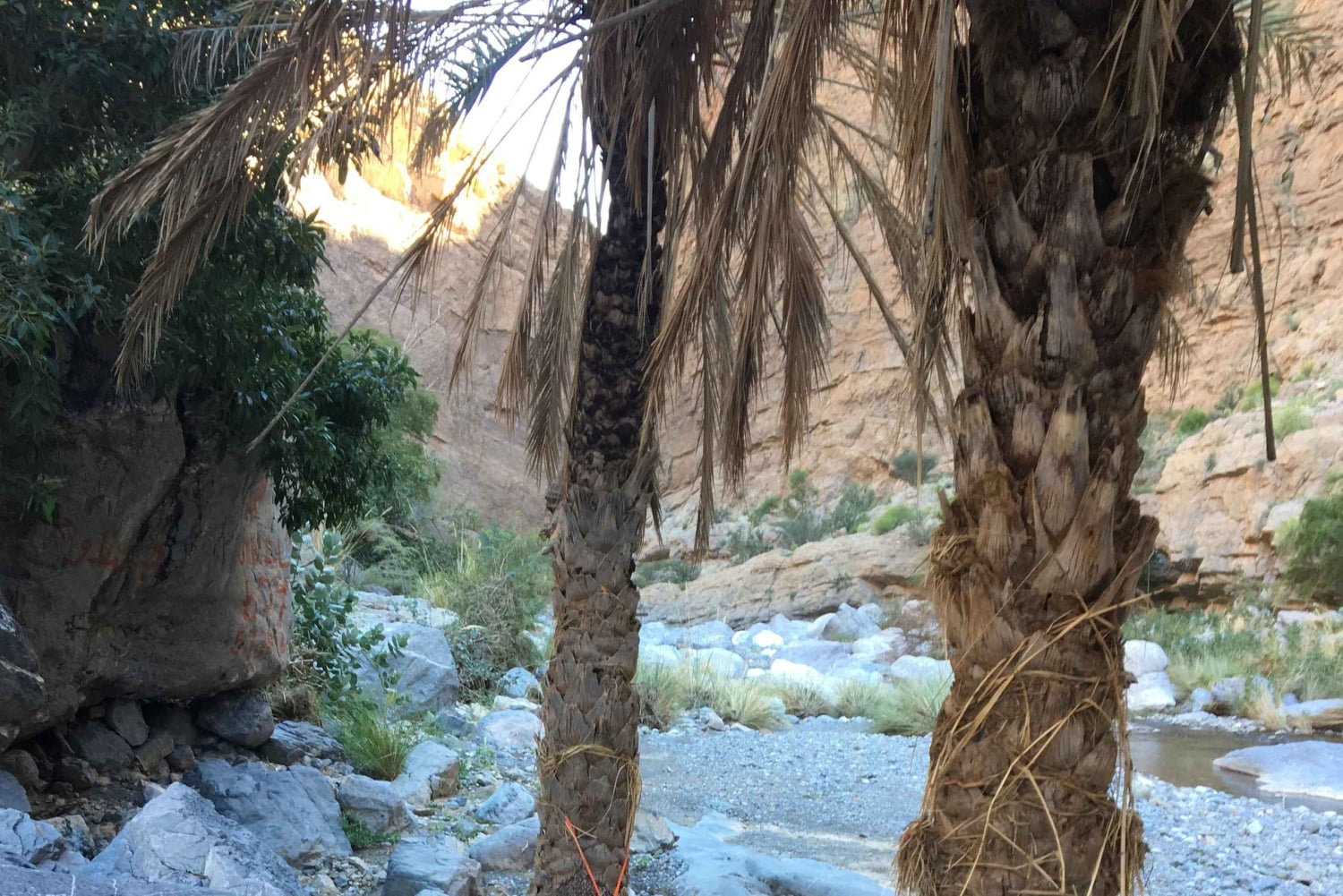 جولة صباحية مع مرشد: وادي مُعيد وبركة المز (حوالي 4 ساعات)