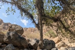 Visite guidée matinale : Wadi Muaydin et Birkat Al Muz (environ 4 heures)