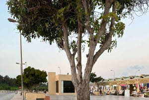 صلالة التاريخية: جولة مدينة تراثية وثقافية