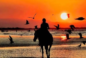 Randonnée à cheval à Muscat | Randonnée à cheval sur la plage