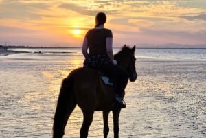 Paardrijden Muscat | Strand Paardrijden
