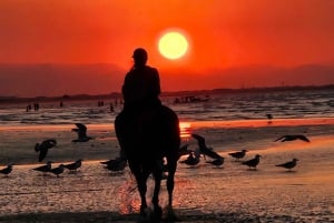 Horse Riding Oman