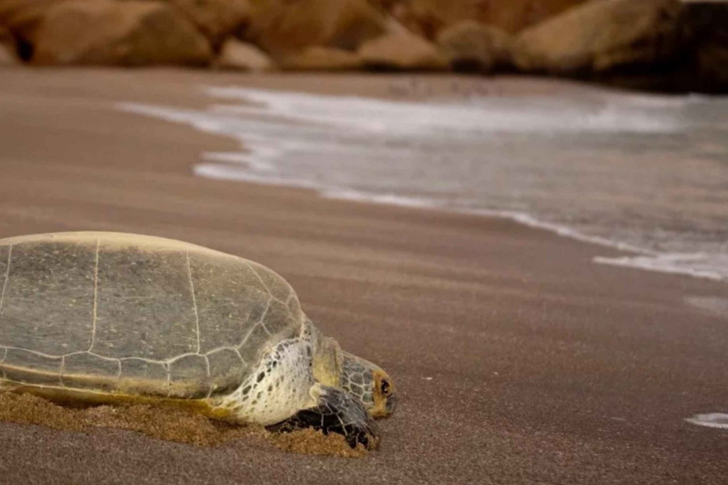 'Rejsen til Raz Al Jinz: Eventyrtur til skildpaddereservatet'