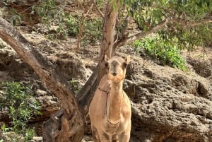 Udforsk Khareef Salalah: Ain Athum og Wadi Darbat – halvdagstur