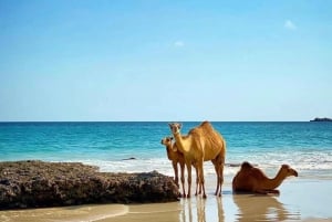 Salalah Ouest : les vagues de Mughsail et le village d'Iftalqout