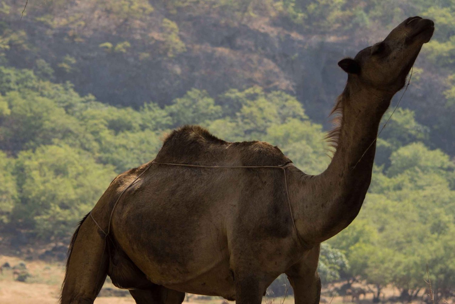Experiencia de un día entero en Khareef: Wadi Darbat y montañas de Salalah