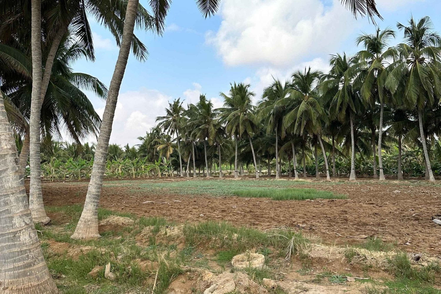 Een hele dag Khareef-ervaring: Wadi Darbat en het Salalah-gebergte