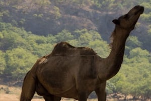 Een hele dag Khareef-ervaring: Wadi Darbat en het Salalah-gebergte