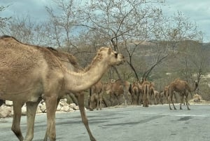Een hele dag Khareef-ervaring: Wadi Darbat en het Salalah-gebergte