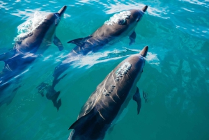 Khasab: Dolphin Watching Day Tour with Snorkeling & Lunch
