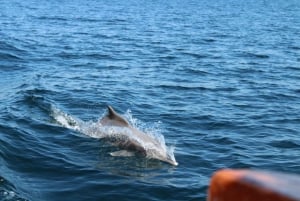 Khasab: Cruzeiro de meio dia em Dhow, observação de golfinhos e mergulho com snorkel